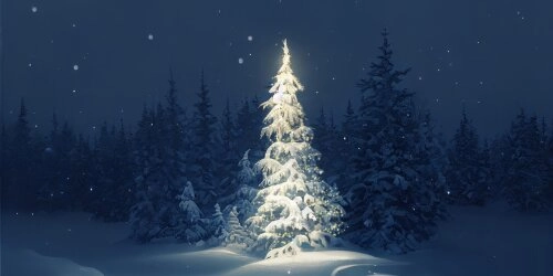 Die Schattenseiten von Weihnachten: Was ihr beim Kauf eines Weihnachtsbaums beachten solltet