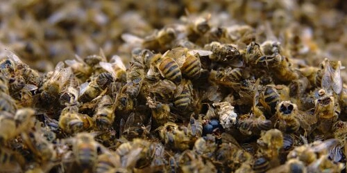 Wildbienen am Rande des Aussterbens: Was können wir tun?