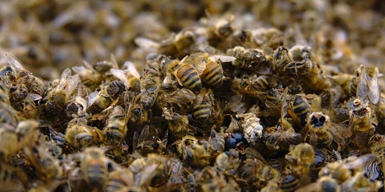 Der Weltbienen-Tag ist zwar erst am 20. Mai, dennoch spielen Bienen jeden einzelnen Tag eine zentrale Rolle im Erhalt unseres Ökosystems.
