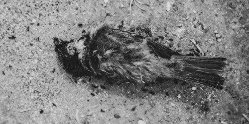 Vogelgrippe H5N1 - Der Pandemie-Nachfolger Covids?