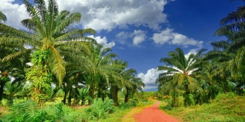 Palmölproduktion neu gedacht: Warum Nachhaltigkeit der Schlüssel ist