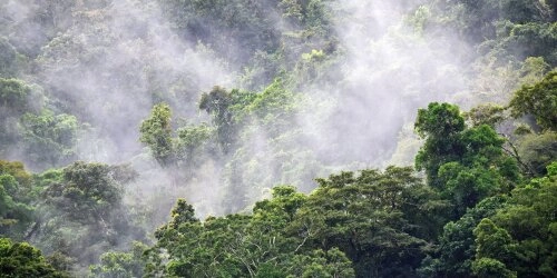 Perus Schwindelei: Gefälschte Tropenholzzertifikate