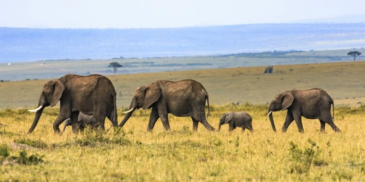 5 Elefanten in der Savanne