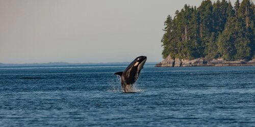 Rätsel um das Verhalten der Orcas