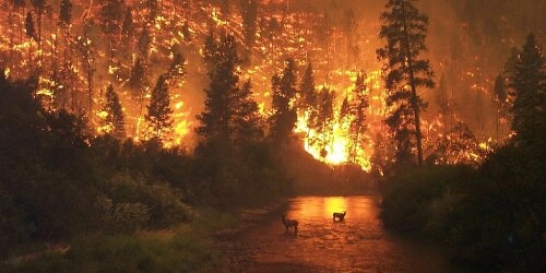 Die Waldbrandgefahr steigt – Wie ernst ist die Situation?