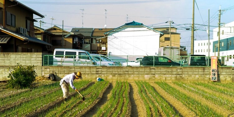 Urban Farming in Kyoto, Japan.