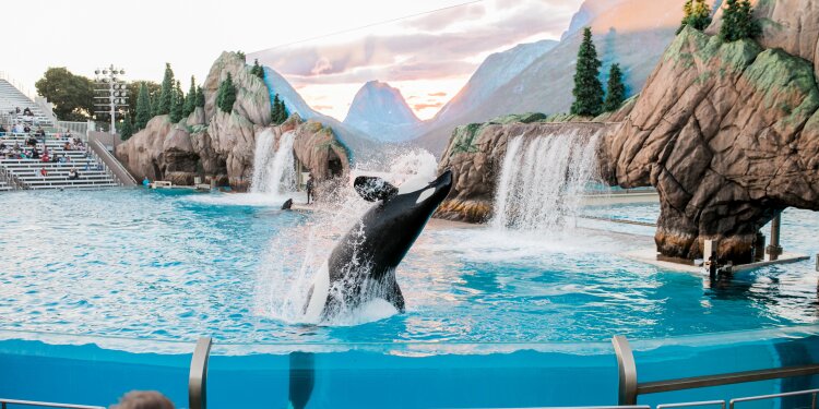 Eine Orca-Show vor Publikum