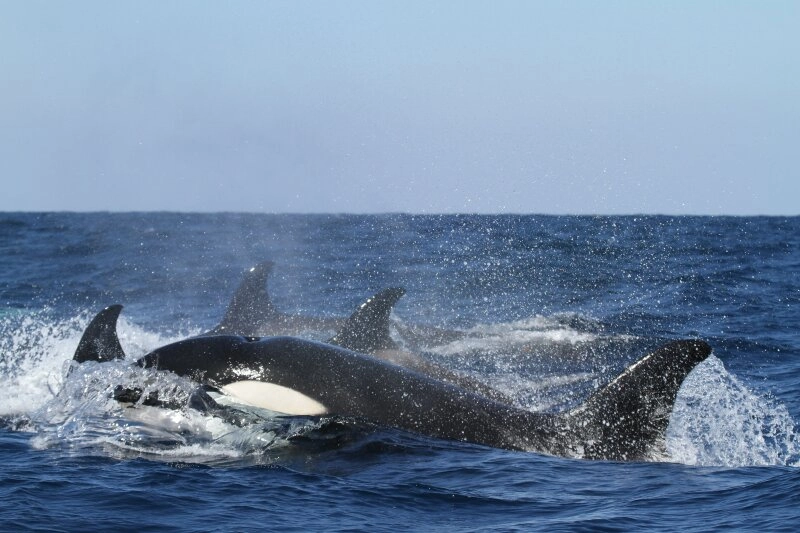 Eine Gruppe von Orcas wird Pod genannt