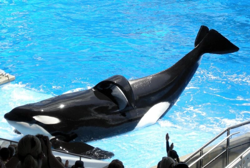 Tilikum (1981 - 2017), der größte Orca-Bulle, der je in Gefangenschaft