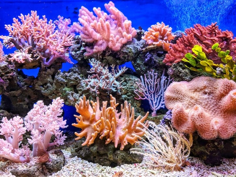 Ohne aktiven Schutz der Meere sterben immer mehr Korallen - bald schon