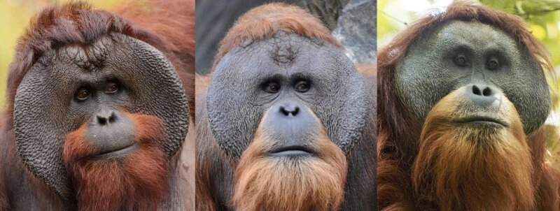 Die drei Arten der Orang-Utans
