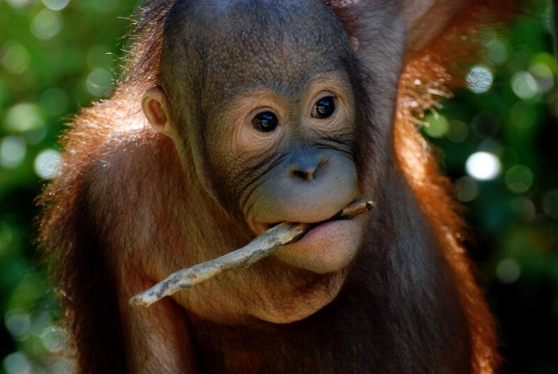 Auch Orang-Utans können Werkzeuge wie Äste nutzen