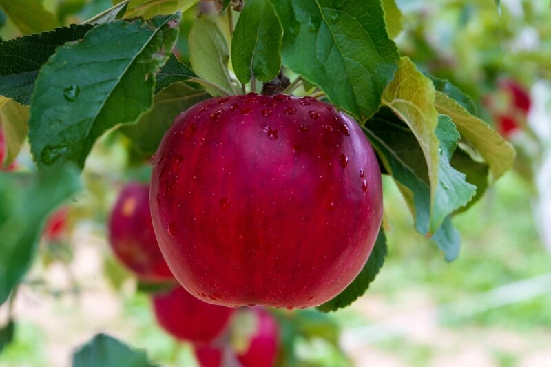 Ein herrlich roter Apfel, bereit, um geerntet zu werden.