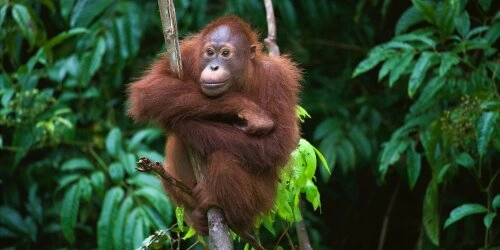 Orang Utans - eine vom Aussterben bedrohte Art