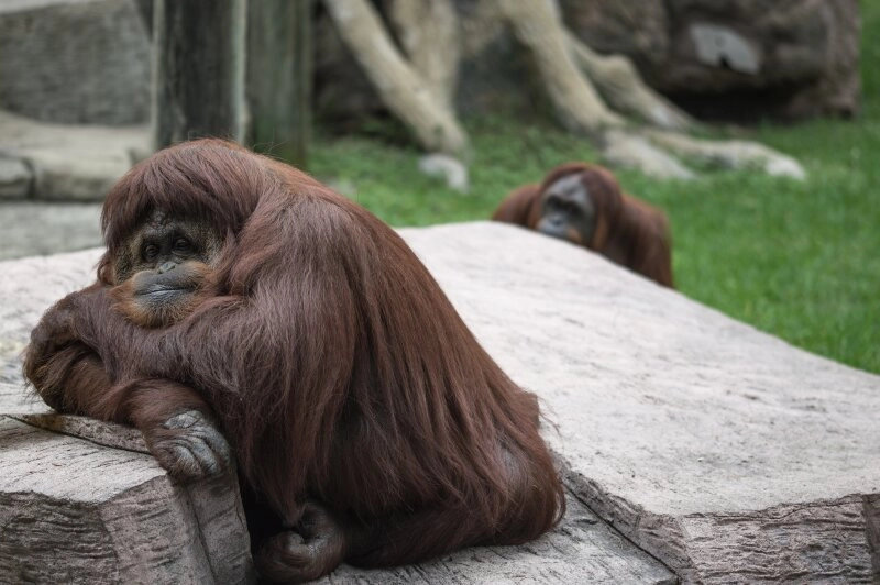 Orang-Utan im Leon Zoo, Mexico
