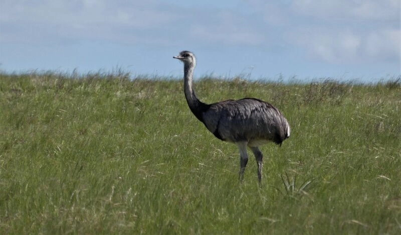 Der Nandu