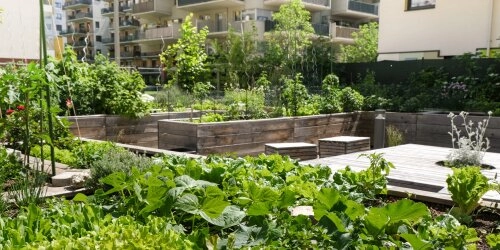 Grüne Städte für eine bessere Welt  - Urban Gardening