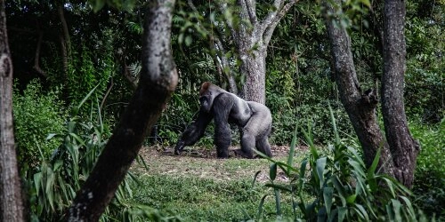 Welttag des Gorillas: Die bedrohten Riesen des Dschungels