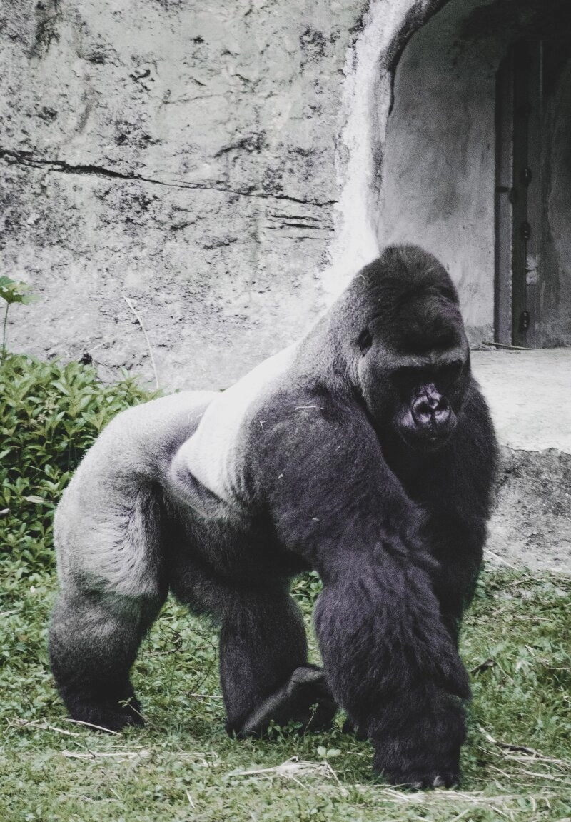 Bei männlichen Gorillas wandelt sich das Fell mit der Zeit in einen gr