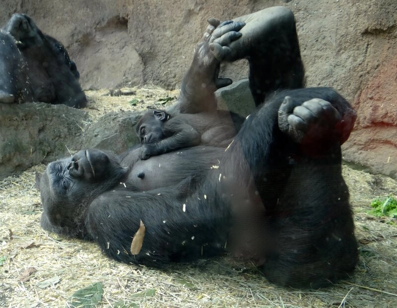 Gorillamama und ihr Baby