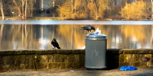 Wie Abfälle richtig entsorgt werden und warum du trennen solltest