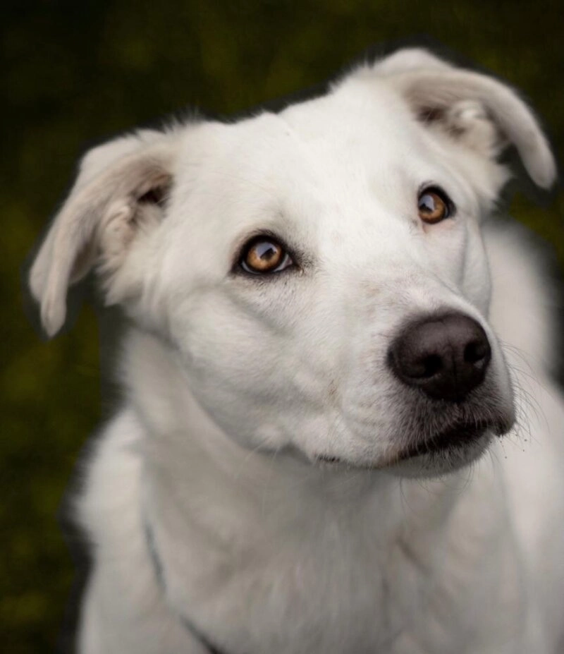 Ein Hund ist eine lebenslange Verpflichtung, der man sich vor der Adop