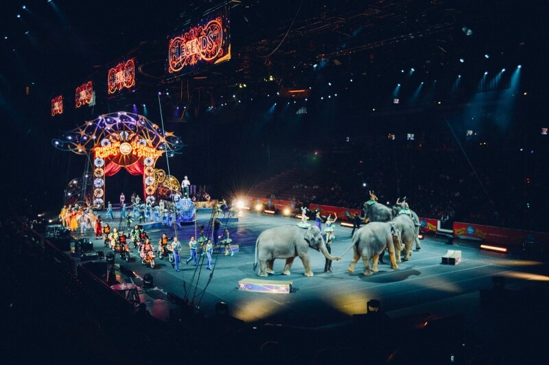 Leider werden Wildtiere wie Elefanten immer noch im Zirkus als Attrakt