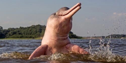 Ungelöstes Mysterium um 125 tote Delfine im Amazonas