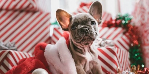 Deshalb besser keinen Hund zu Weihnachten verschenken