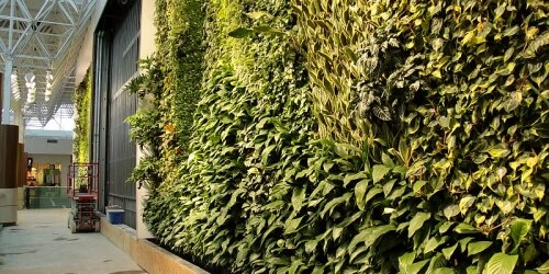 Wie unsere Räume wieder Natur werden: Living Walls