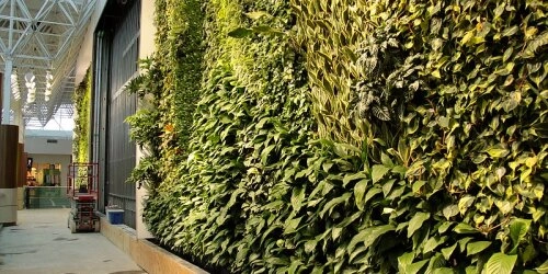 Zurück zur Natur mit begrünten Wänden – so gehen Living Walls