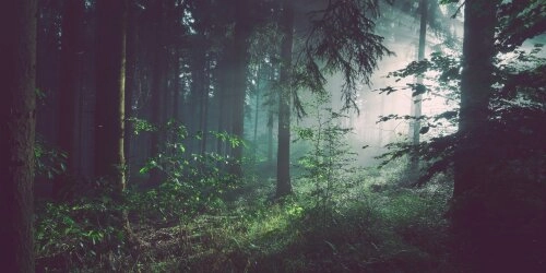 Jagen - Umweltschutz oder Tierquälerei?