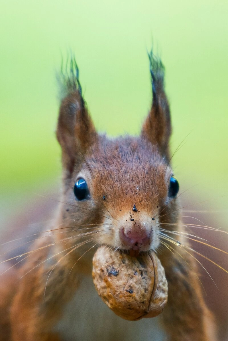Auch Eichhörnchen mögen diese gesunden Nüsse.