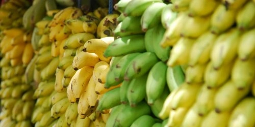 Bananen bereit zum Weitertransport und Verkauf