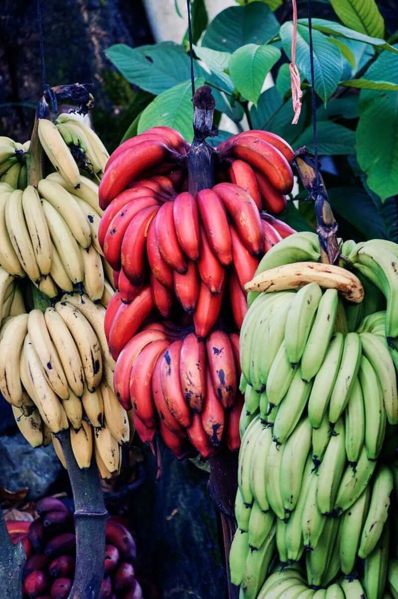 Es gibt verschiedene Arten von Bananen, wie die rote Banane in der Mit