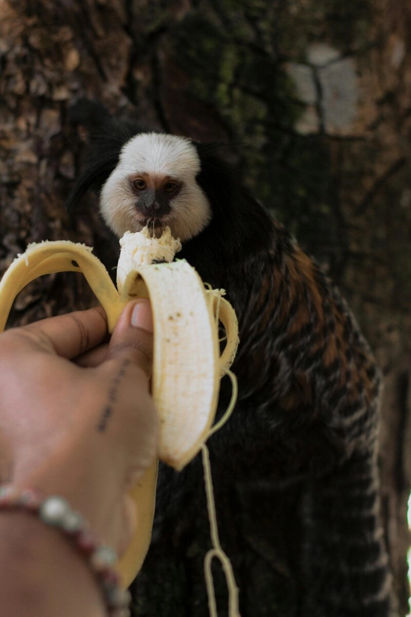 Auch dem kleinen Äffchen schmeckt die Banane!
