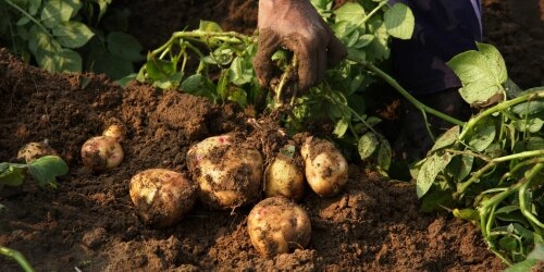 Kartoffeln selber anpflanzen – wann, wo und wie