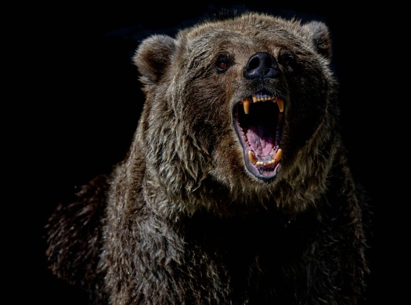 Was die meisten bei einem Braunbären sehen: ein gefährliches Monster