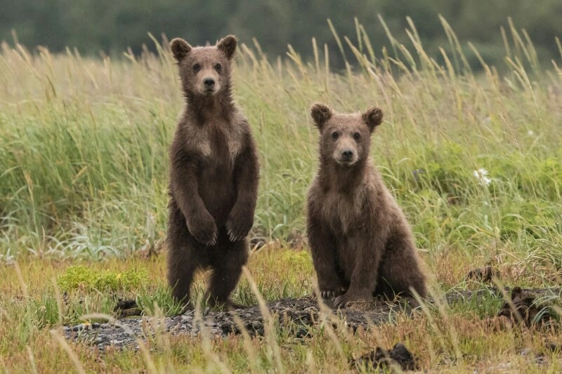 Zwei neugierige Bärenjunge entdecken die Kamera