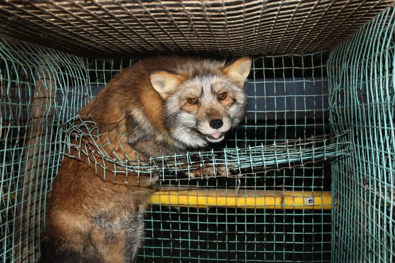 Ein Fuchs in Finnland verbringt sein Leben in einem kaputten Käfig.