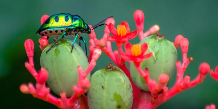 grün-schwarzer Käfer auf exotischer Pflanze