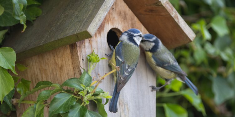 Blaumeisen begutachten ihren neuen Nistplatz.
