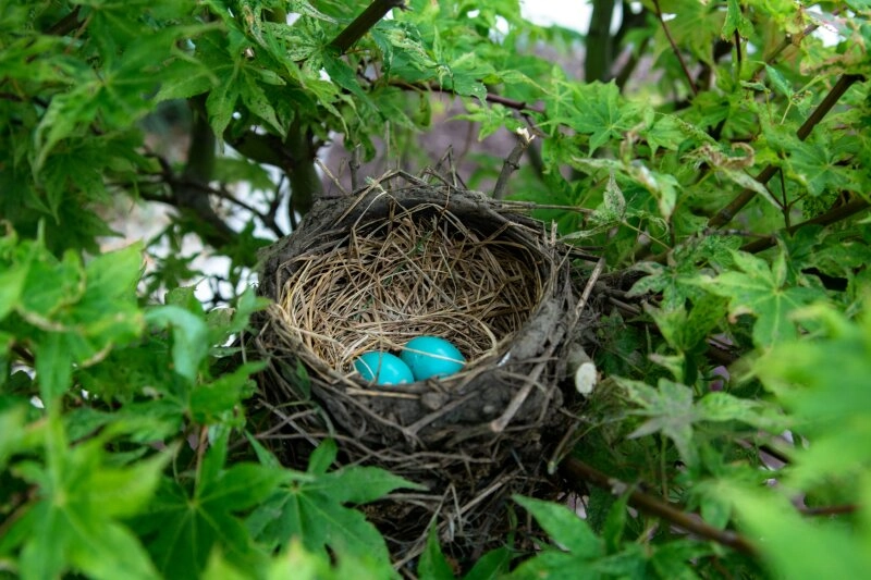 Ein offenes Nest in einem Baum.