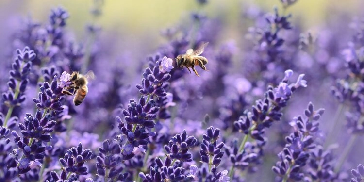 Zwei Bienen bei der Bestäubung von Lavendel.