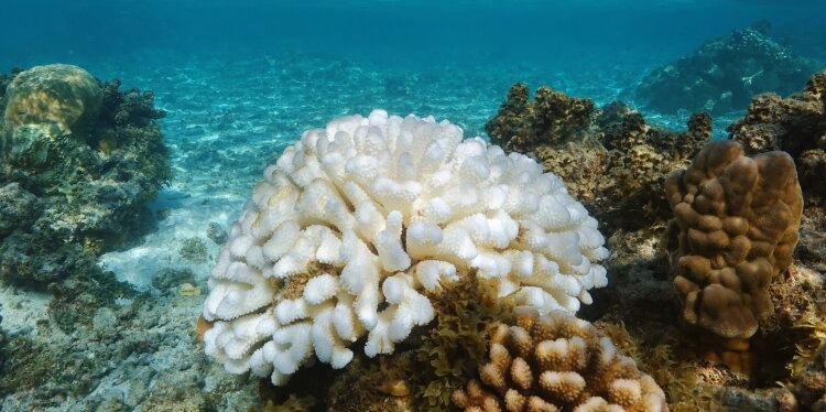 Wenn Korallen in strahlendem weiß leuchten, verheißt das nichts Gutes...