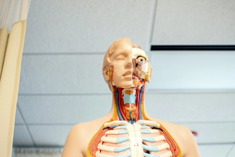 Der menschliche Körper und vor allem die Neurologie sind höchst komple