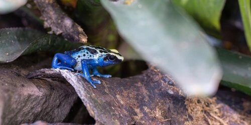 Quecksilber als Gefahr für den Giftfrosch in Amazonien