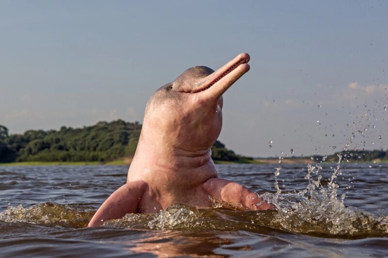 Auch bei den Rosa Flussdelfinen wurde das Gift nachgewiesen.
