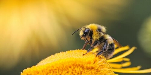 10 honigsüße Fakten zum Weltbienentag 2024!