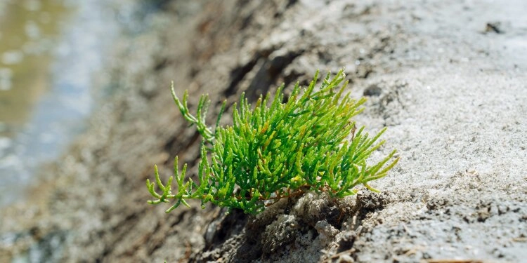 Die Salicornia Pflanze gehört zu den salztoleranten Pflanzen und im Lebensmittelhandel wird sie auch oft als Seespargel bezeichnet.